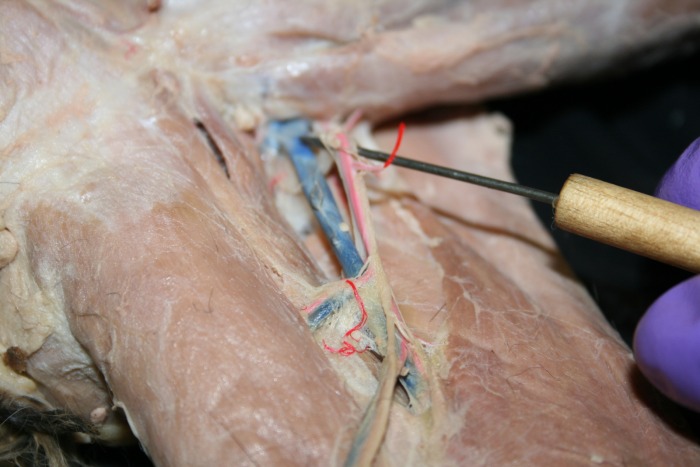 Femoral Nerve - ANATOMY AND PHYSIOLOGY