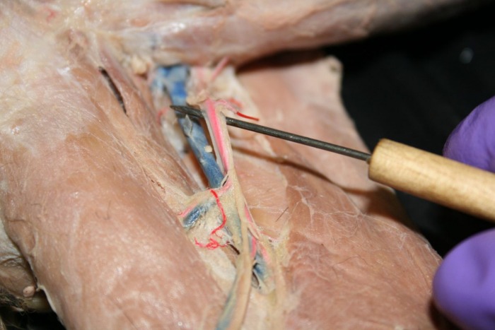 Femoral Nerve - ANATOMY AND PHYSIOLOGY